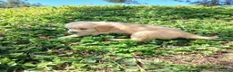 Golden Retriever perros en venta: GOLDEN RETRIEVER  - Anuncio 2