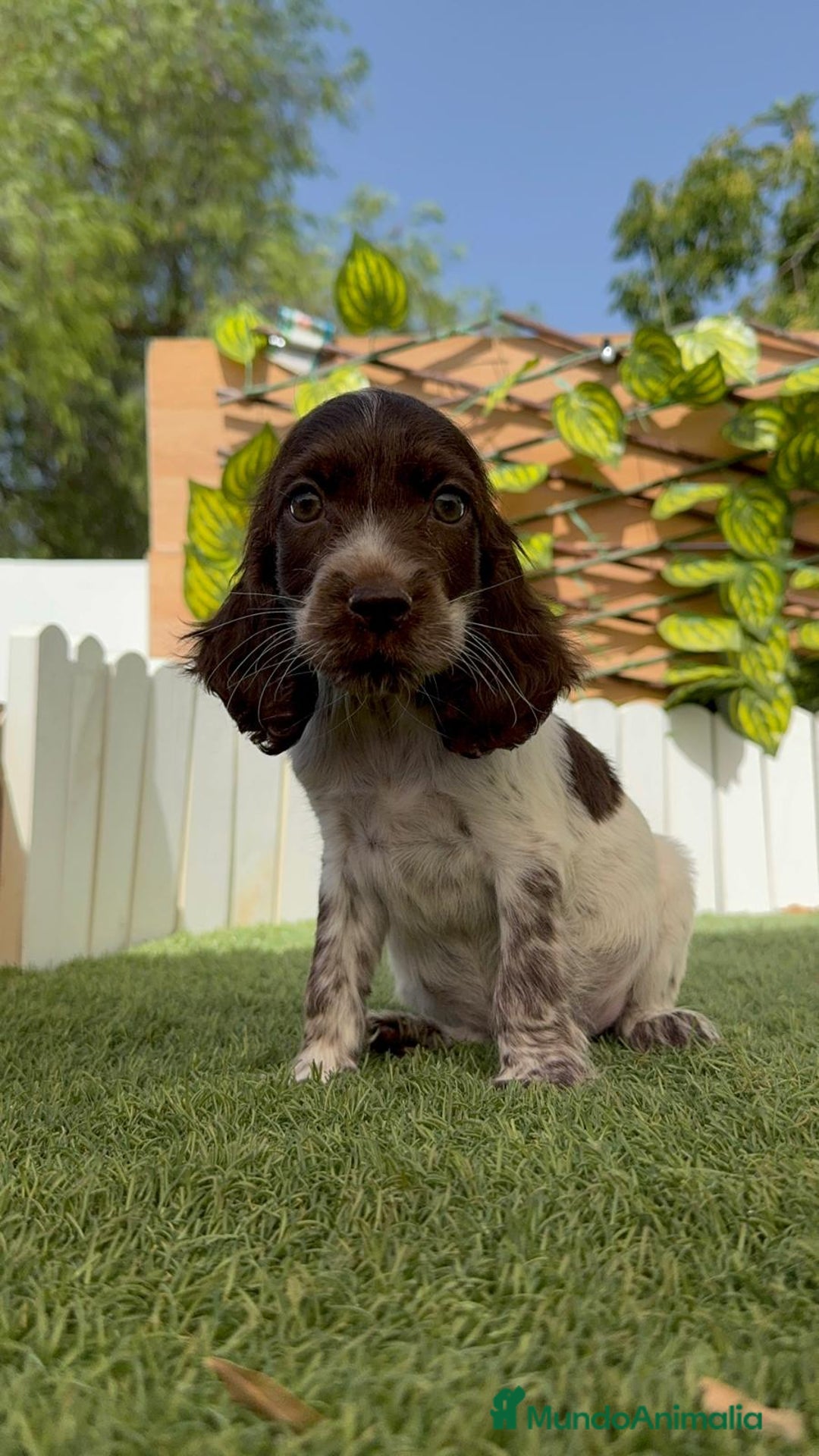 Cocker Spaniel Inglés perros en venta: COCKER SPANIEL RUANO - Imagen 11