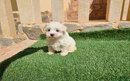 Bichón Maltés perros en venta: Espectaculares cachorritos de bichón maltés - Imagen 2