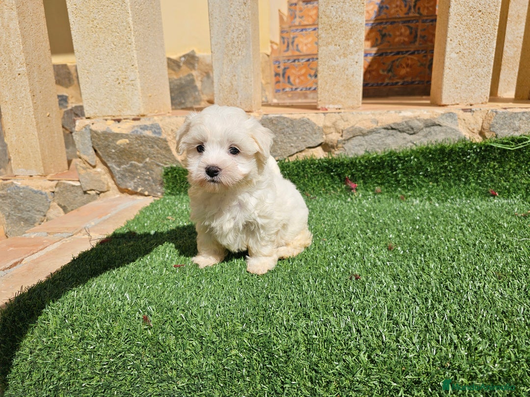 Bichón Maltés perros en venta: Espectaculares cachorritos de bichón maltés - Imagen 2