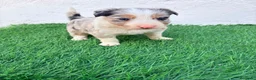 Border Collie perros en venta: Border Collie tri merle blue choco - Anuncio 2