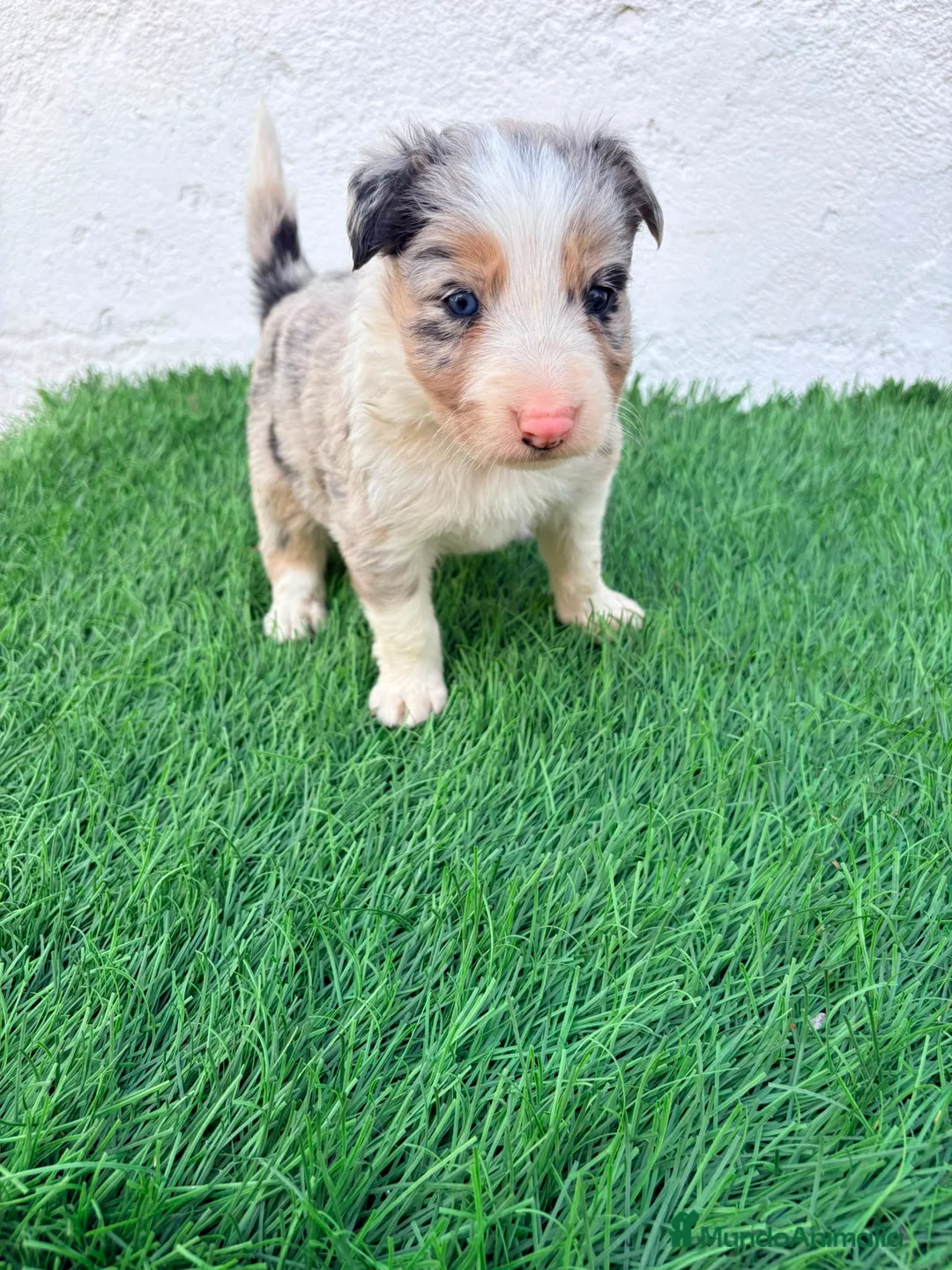 Border Collie perros en venta: Border Collie tri merle blue choco - Anuncio 2