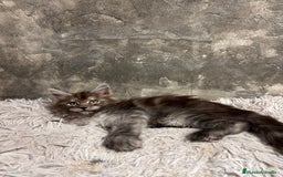Maine Coon gatos en venta: Maine Coon Black Humo - Imagen 3