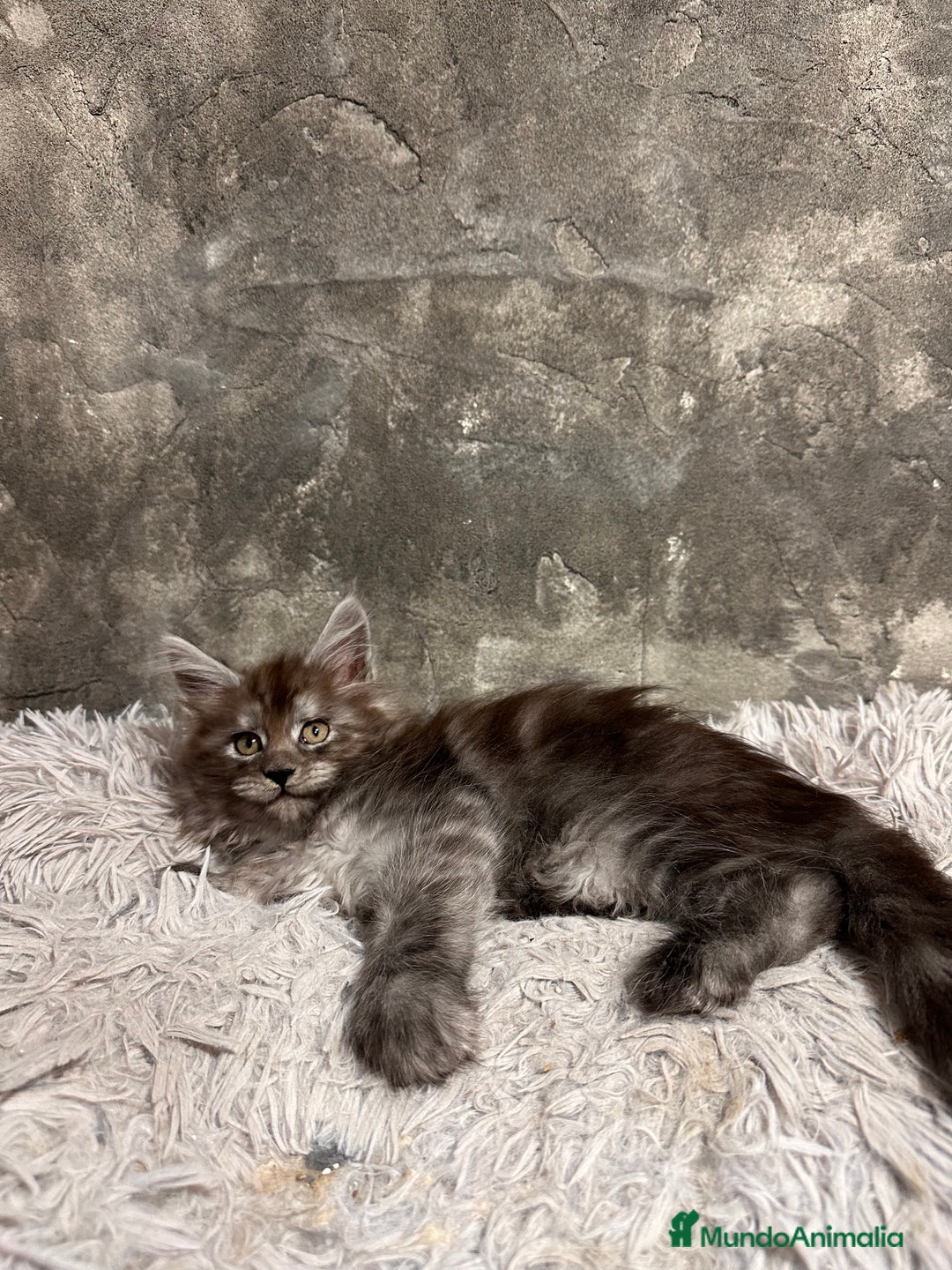 Maine Coon gatos en venta: Maine Coon Black Humo - Imagen 3