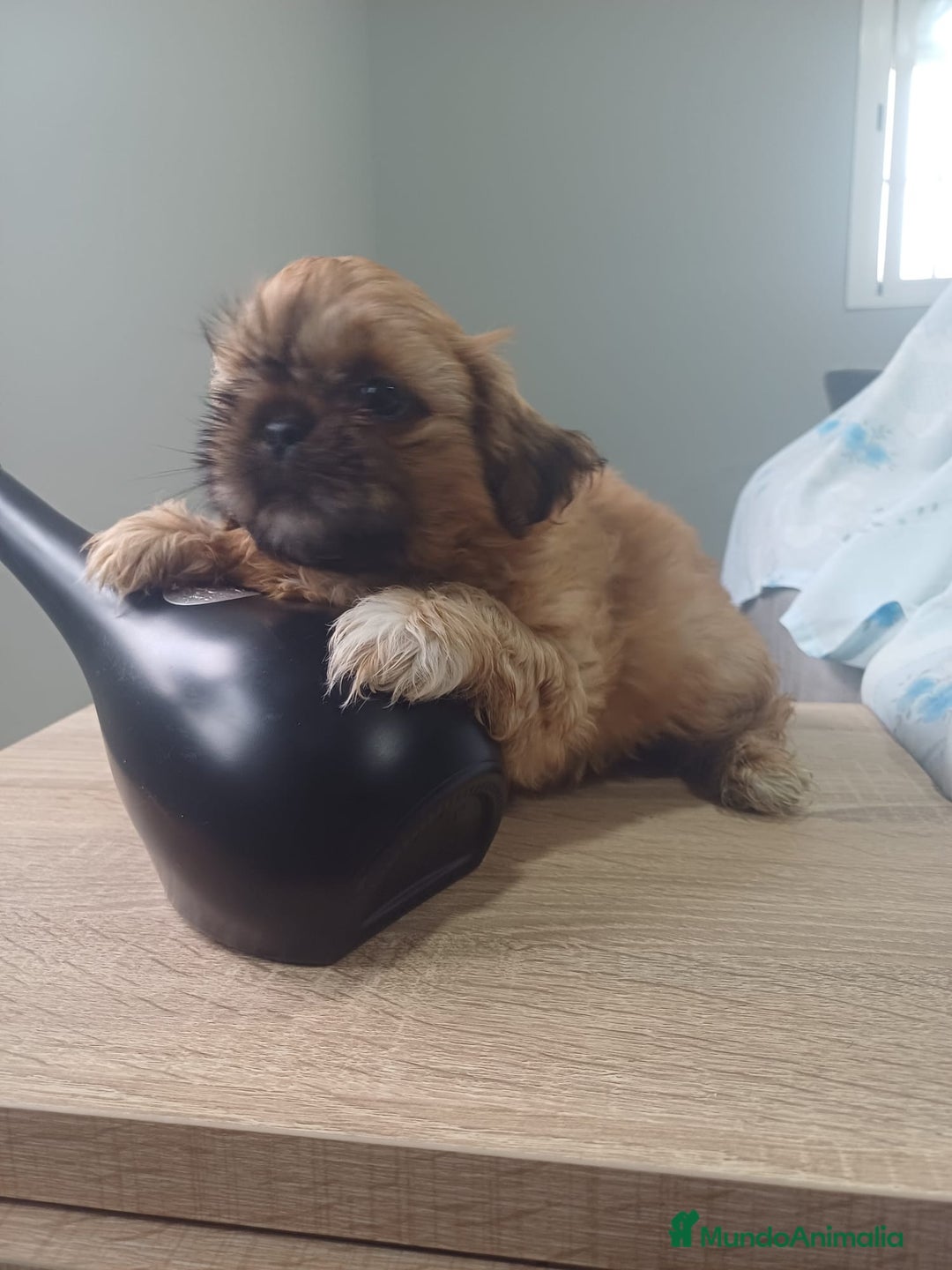 Shih Tzu perros en venta: Espectacular zhizu  - Anuncio 4