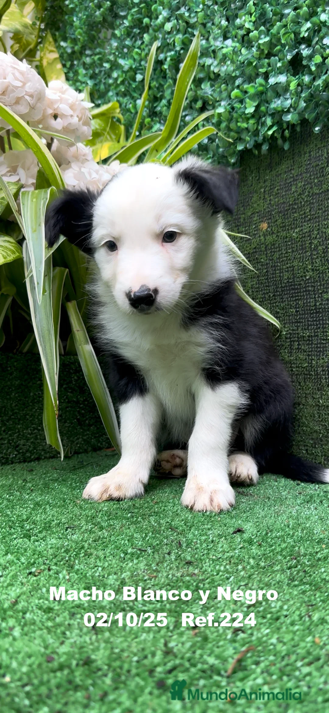 Border Collie perros en venta: BORDER COLLIE - Anuncio 12