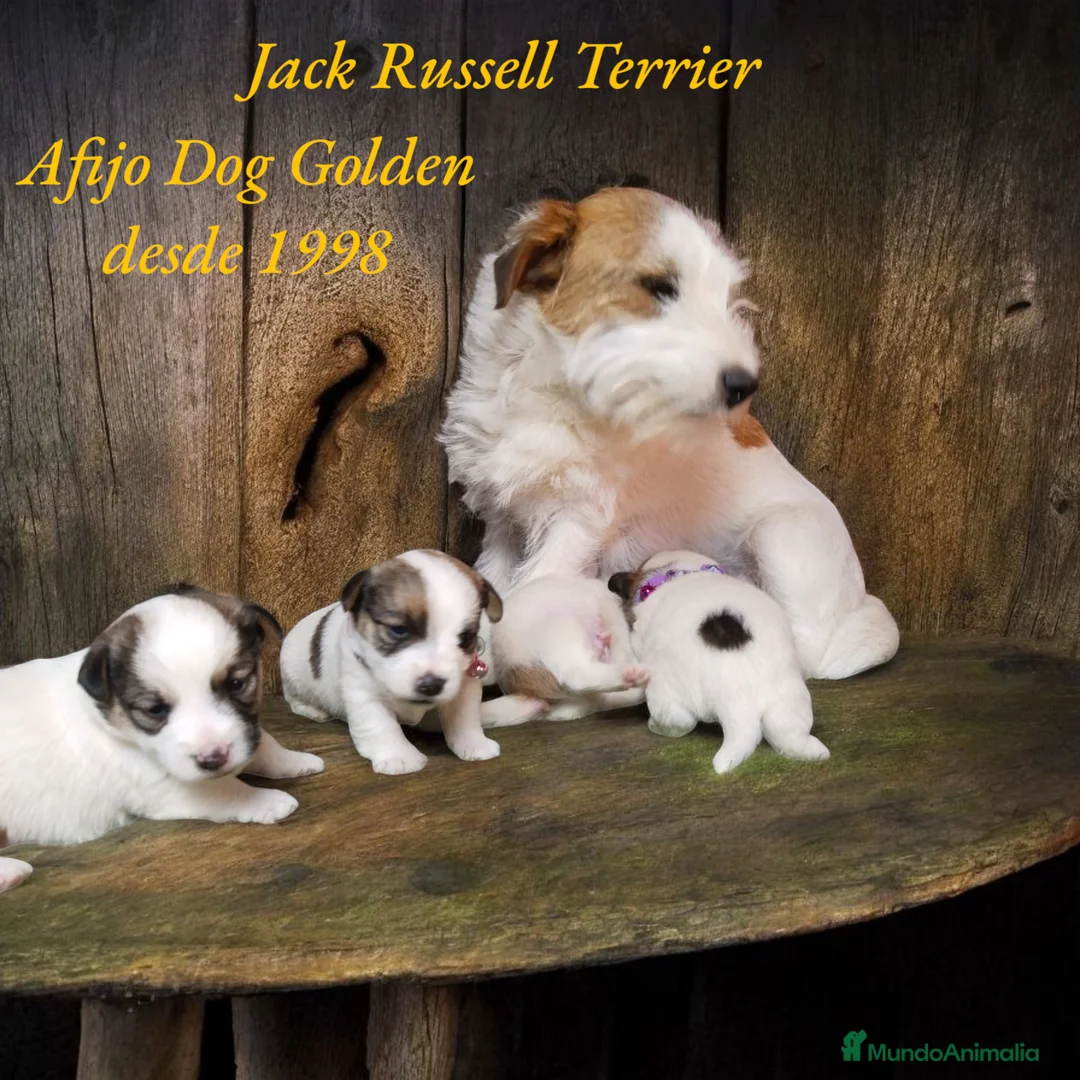 Imagen de galería {{count}}