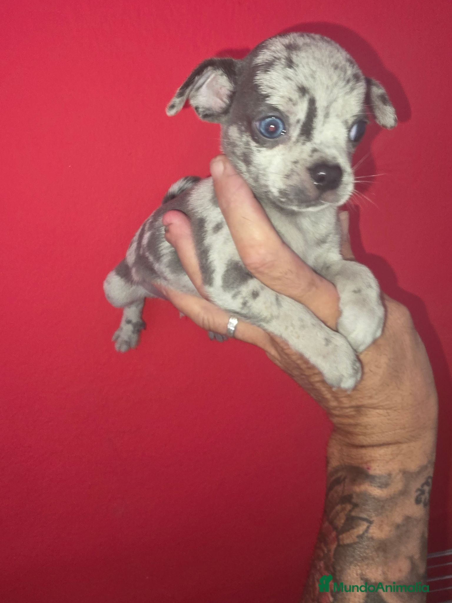 Chihuahua perros Chihuahuas toy - Anuncio 1