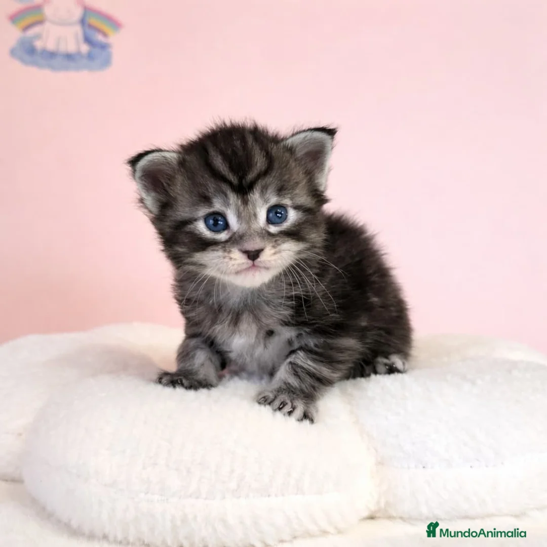 Maine Coon gatos en venta: Gatitos maine coon  - Anuncio 2