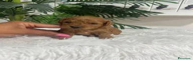 Caniche Toy 1