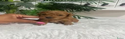 Caniche Toy perros en venta: CANICHE TOY  - Anuncio 3