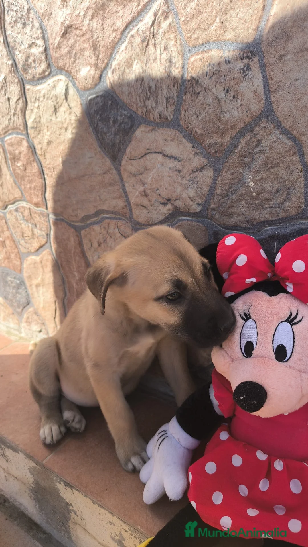 Mastín Español perros en venta: Precio REAL!! SOLO HOY, hembra mastin en Sevilla - Anuncio 4