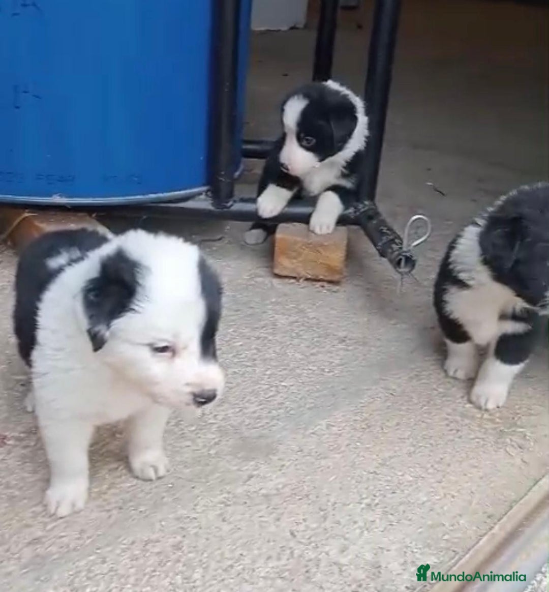 Border Collie perros en venta: Border collie  - Imagen 11