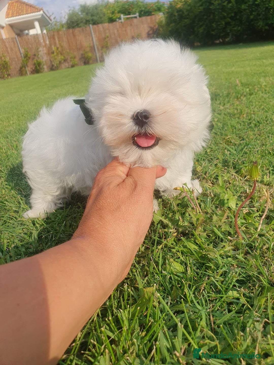 Bichón Maltés perros en venta: Bichon Maltes  - Imagen 8
