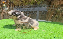 Pomerania perros en venta: Pomeranias merles exóticos  - Imagen 2
