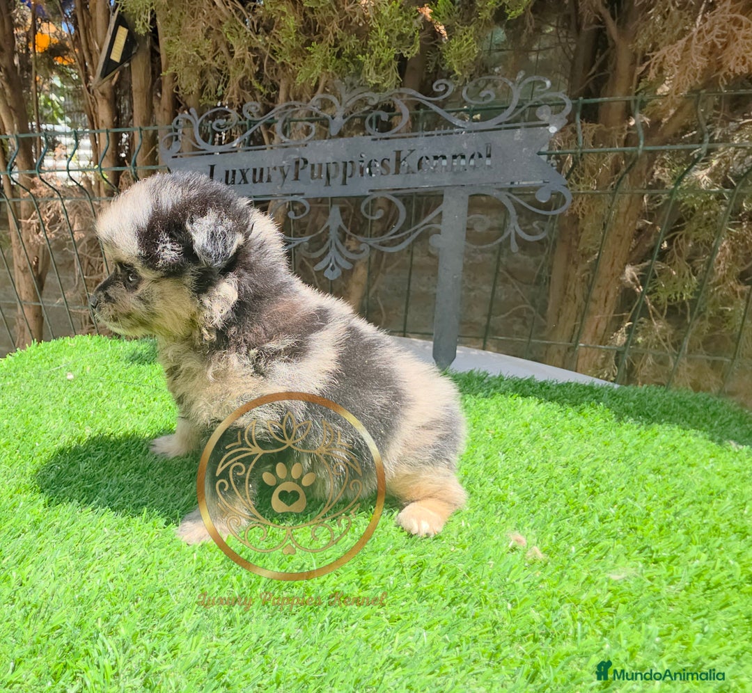Pomerania perros en venta: Pomeranias merles exóticos  - Imagen 2