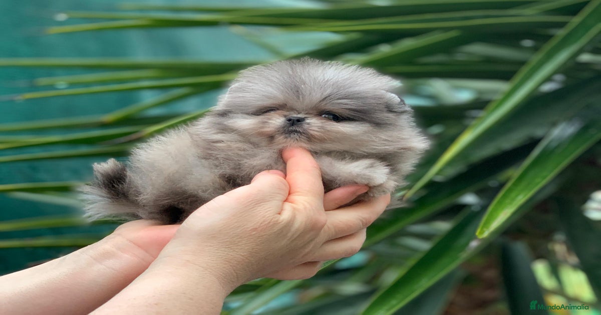 Hembrita merle micro en venta en Madrid | MundoAnimalia