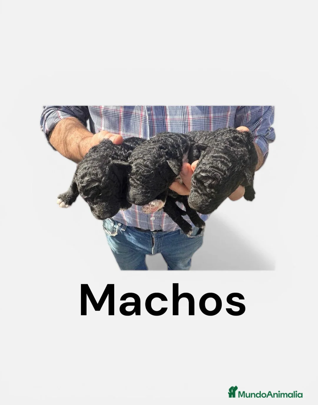 Perro de Agua Español perros en venta: PERRO DE AGUA ESPAÑOL - Anuncio 2