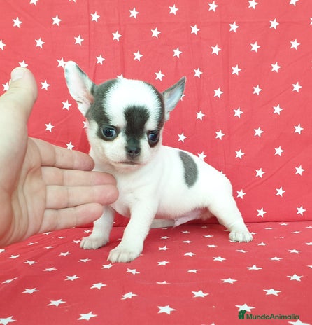 Chihuahua perros en Ciudad Real - Anuncio 4