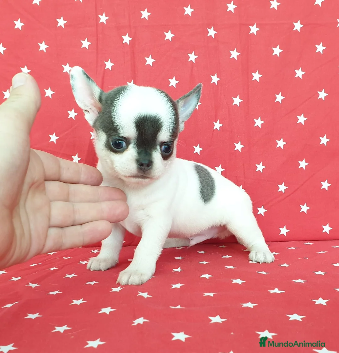 Chihuahua perros en venta: Chihuahuas espectaculares !  en Ciudad Real - Anuncio 1