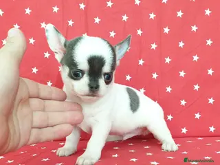 Chihuahua perros Chihuahuas espectaculares ! en Ciudad Real - Anuncio 35