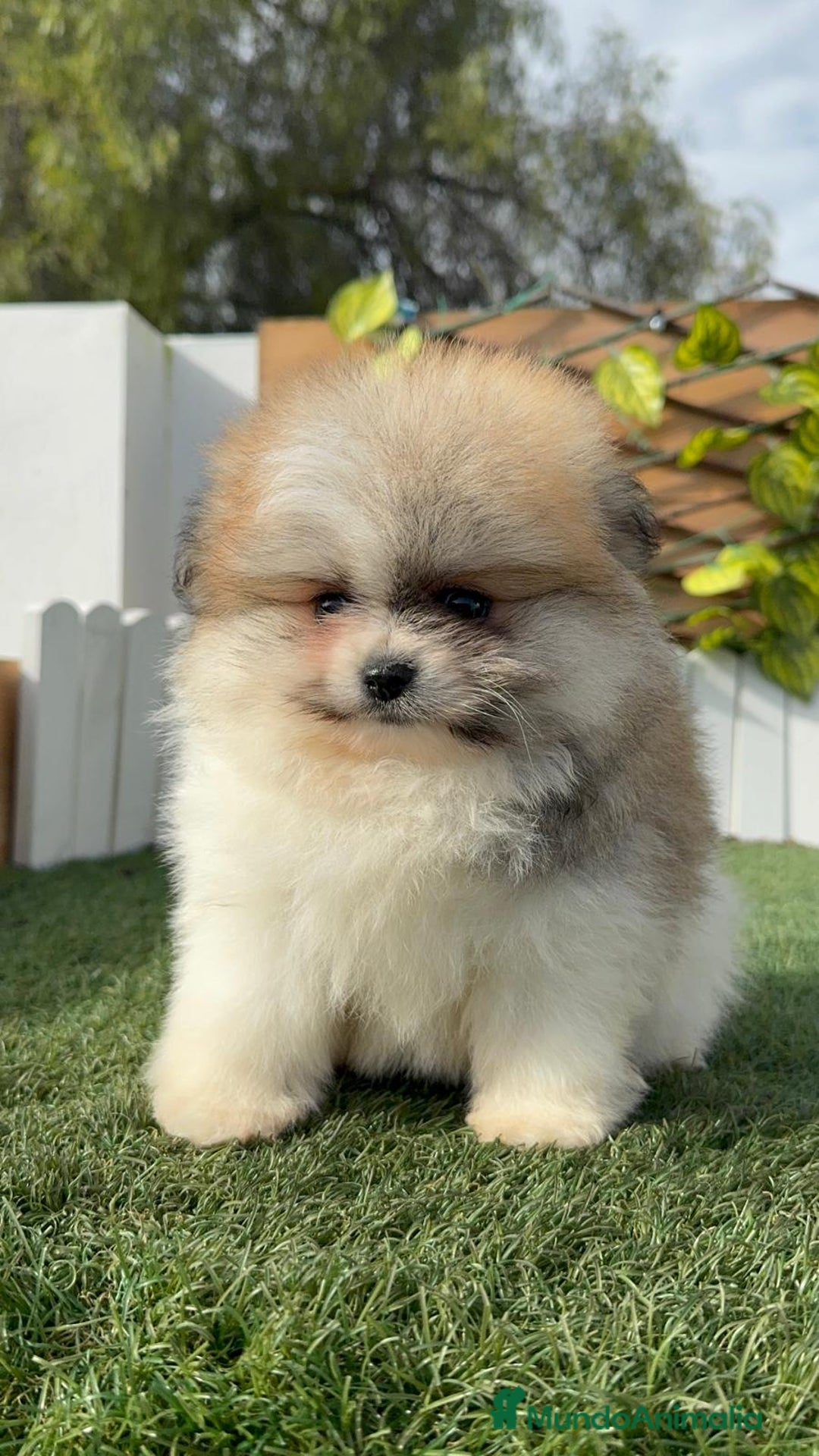 Pomerania perros en venta: POMERANIA HEMBRA - Anuncio 1