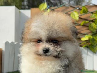 Pomerania perros POMERANIA HEMBRA - Anuncio 1