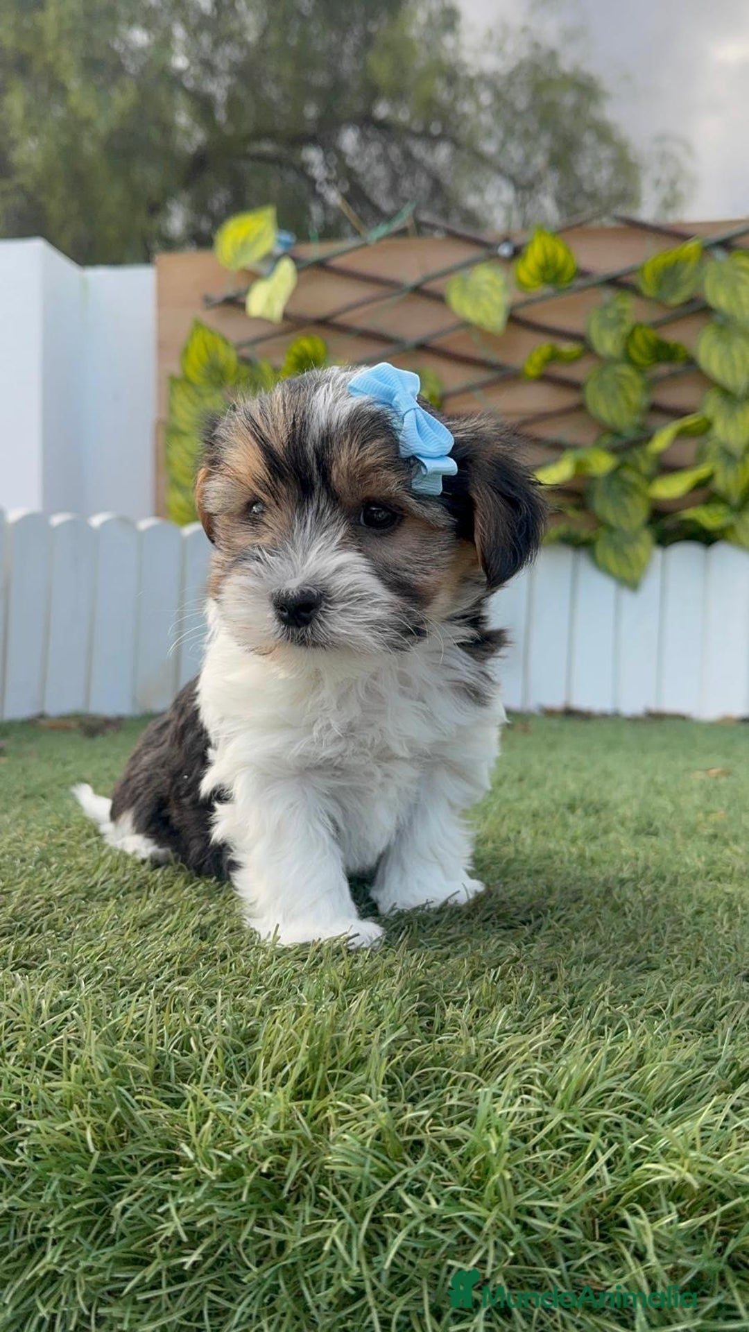 Yorkshire Terrier perros en venta: YORKSHIRE BIEWER - Anuncio 4