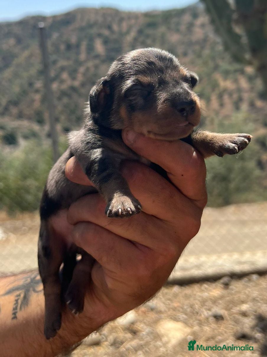 Teckel Miniatura perros Teckel kaninchen  - Anuncio 2