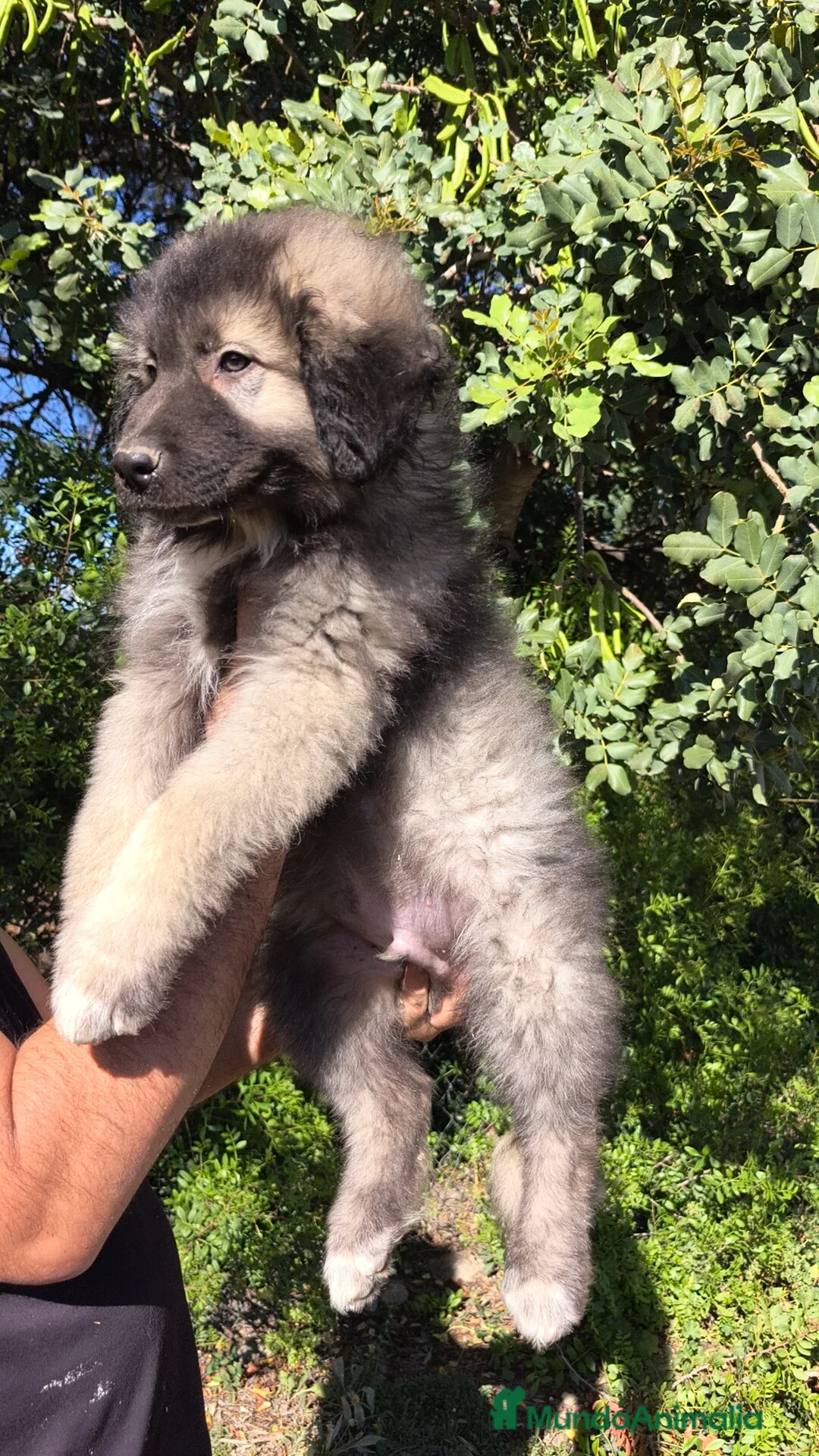 Pastor del Cáucaso perros en venta: Pastor del Cáucaso macho disponible  - Anuncio 2