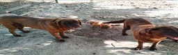 Labrador Retriever perros en venta: Labrador retriever  en Sevilla - Anuncio 2