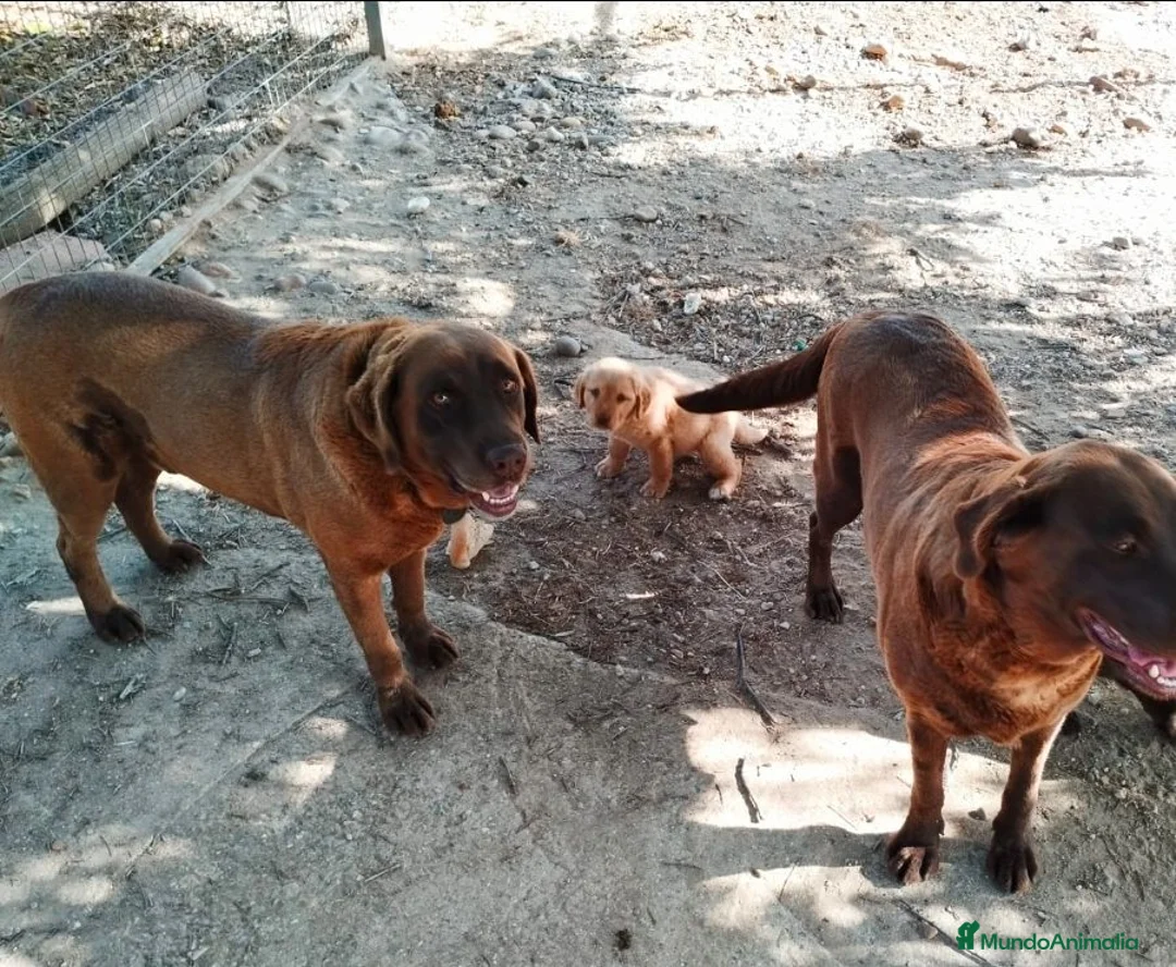 Labrador Retriever perros en venta: Labrador retriever  en Sevilla - Anuncio 2