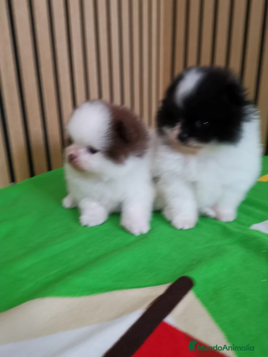 Pomerania perros en venta: Pomerania TOY Party Chocolate y Negro  - Anuncio 9
