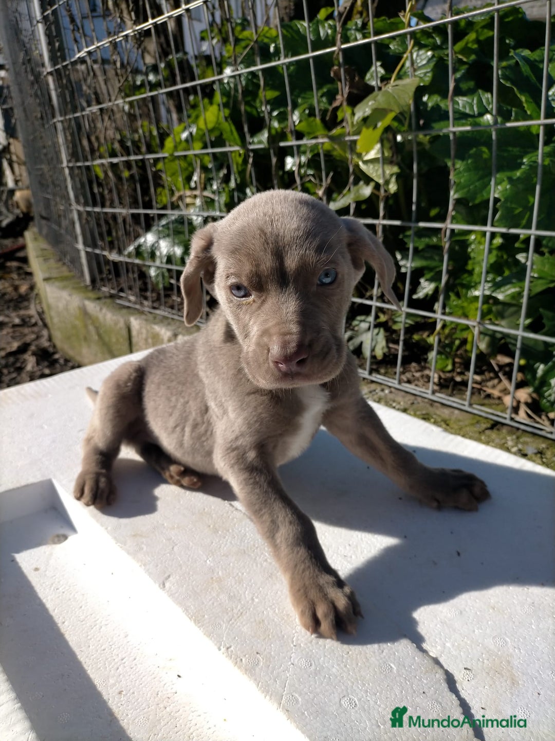 Weimaraner perros en venta: Braco de weimar 2 ultimas hembras!! - Anuncio 7