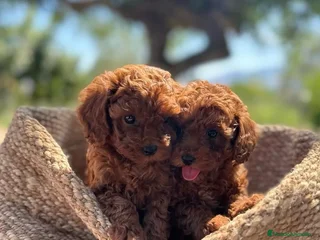 Caniche Toy perros caniche toy rojo asiatico - Anuncio 1