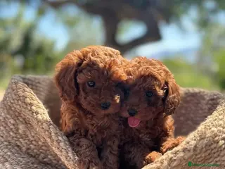 Caniche Toy perros caniche toy rojo asiatico - Anuncio 10