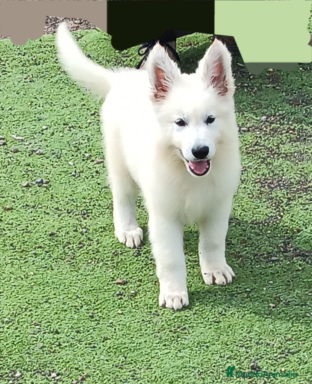 Pastor Blanco Suizo perros en venta: Pastor Blanco Suizo  - Anuncio 1