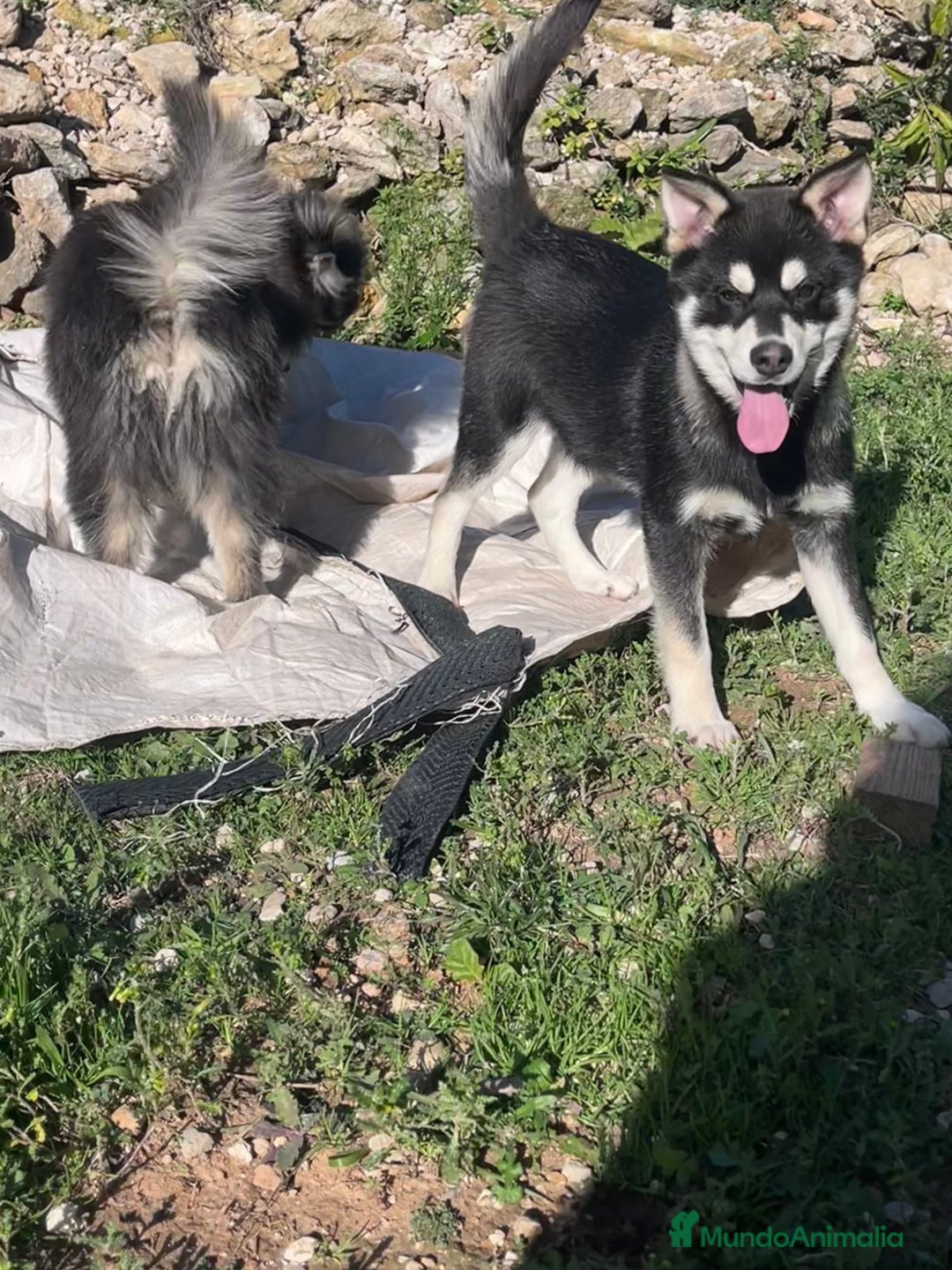 Pomsky perros en venta: Pomsky multigeneracional  - Anuncio 3