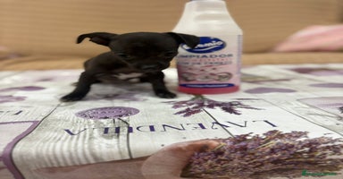 Chihuahua perros - Anuncio 9