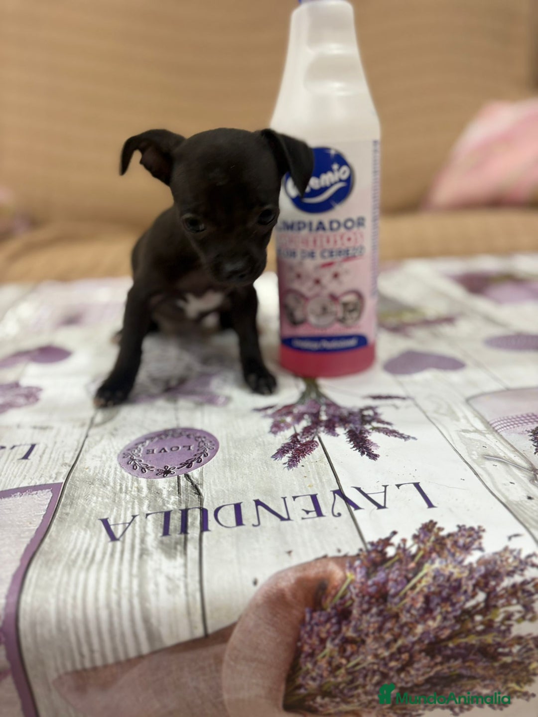 Chihuahua perros en venta: Chihuahua toy cabeza manzana  - Imagen 3