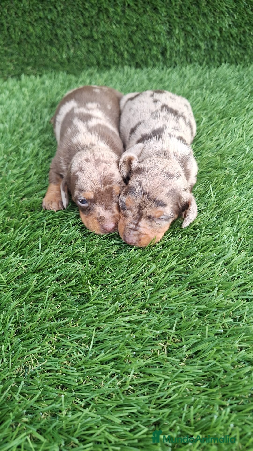 Teckel Miniatura perros Teckels Mini - Anuncio 2