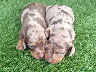 Teckel Miniatura perros Teckels Mini - Anuncio 2