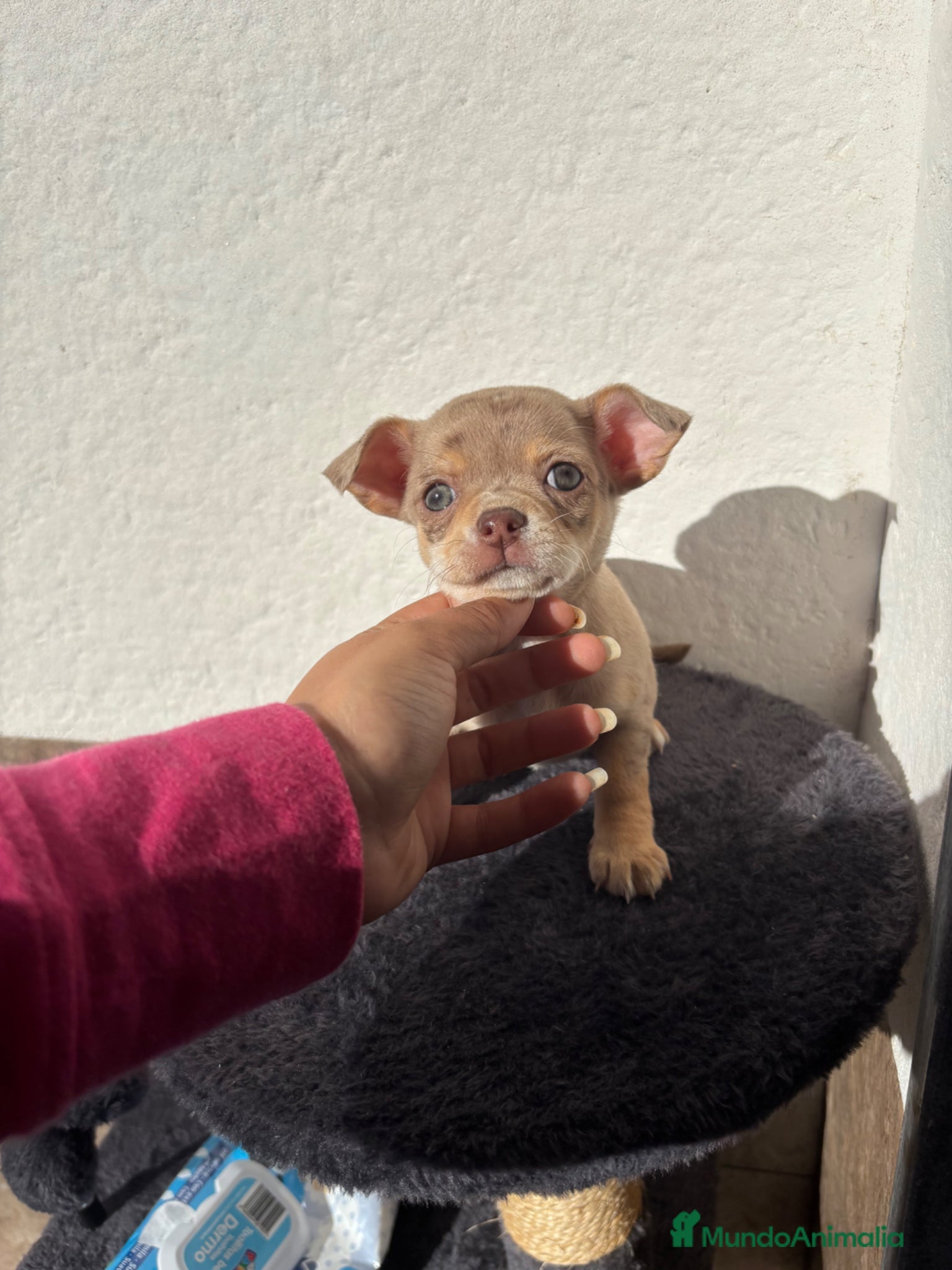 Chihuahua perros Hembra Chihuahua merle lilac🐾🐶 - Anuncio 3