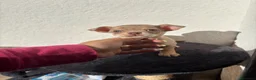 Chihuahua perros en venta: Hembra Chihuahua merle lilac🐾🐶 - Anuncio 1