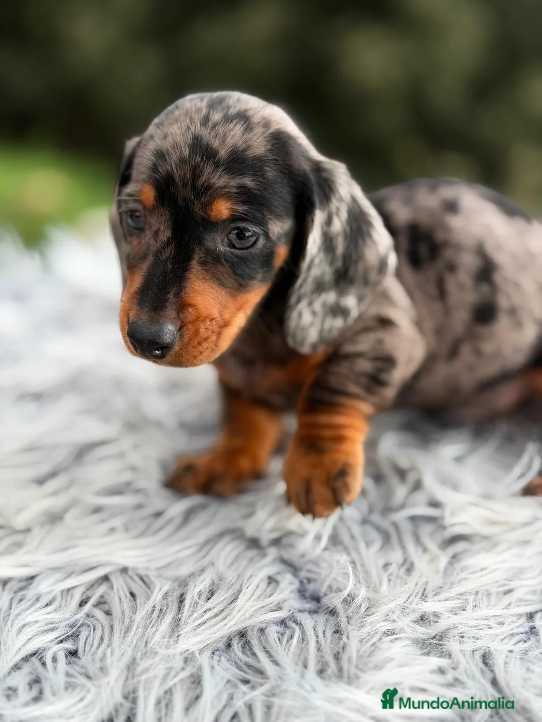 Teckel Miniatura perros en venta: TECKEL MINIATURA ARLEQUÍN HEMBRA - Anuncio 9