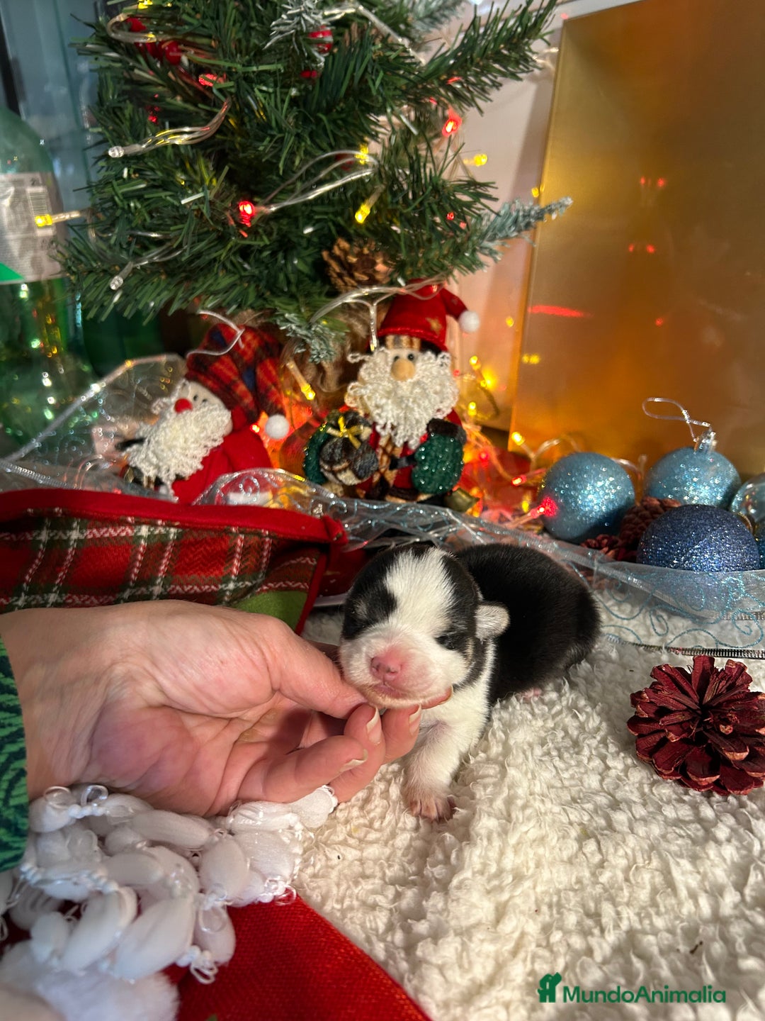 Welsh Corgi Cardigan perros en venta: Corgi - Anuncio 2