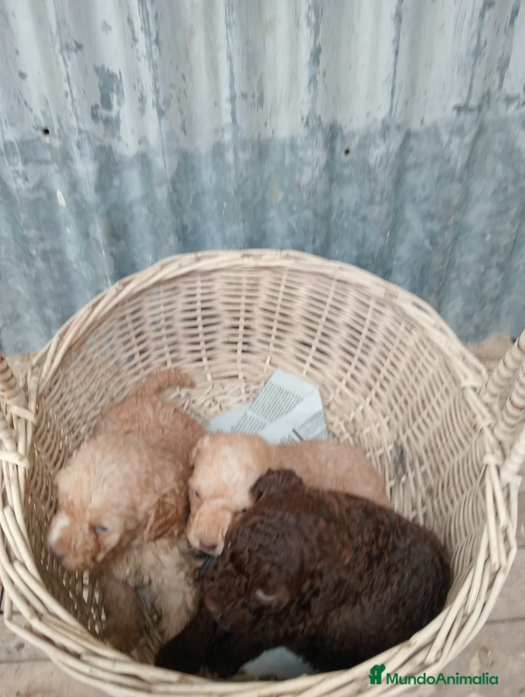 Perro de Agua Español perros en venta: Perros de agua - Anuncio 16