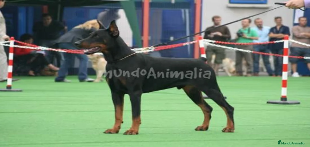 Imagen de galería {{count}}