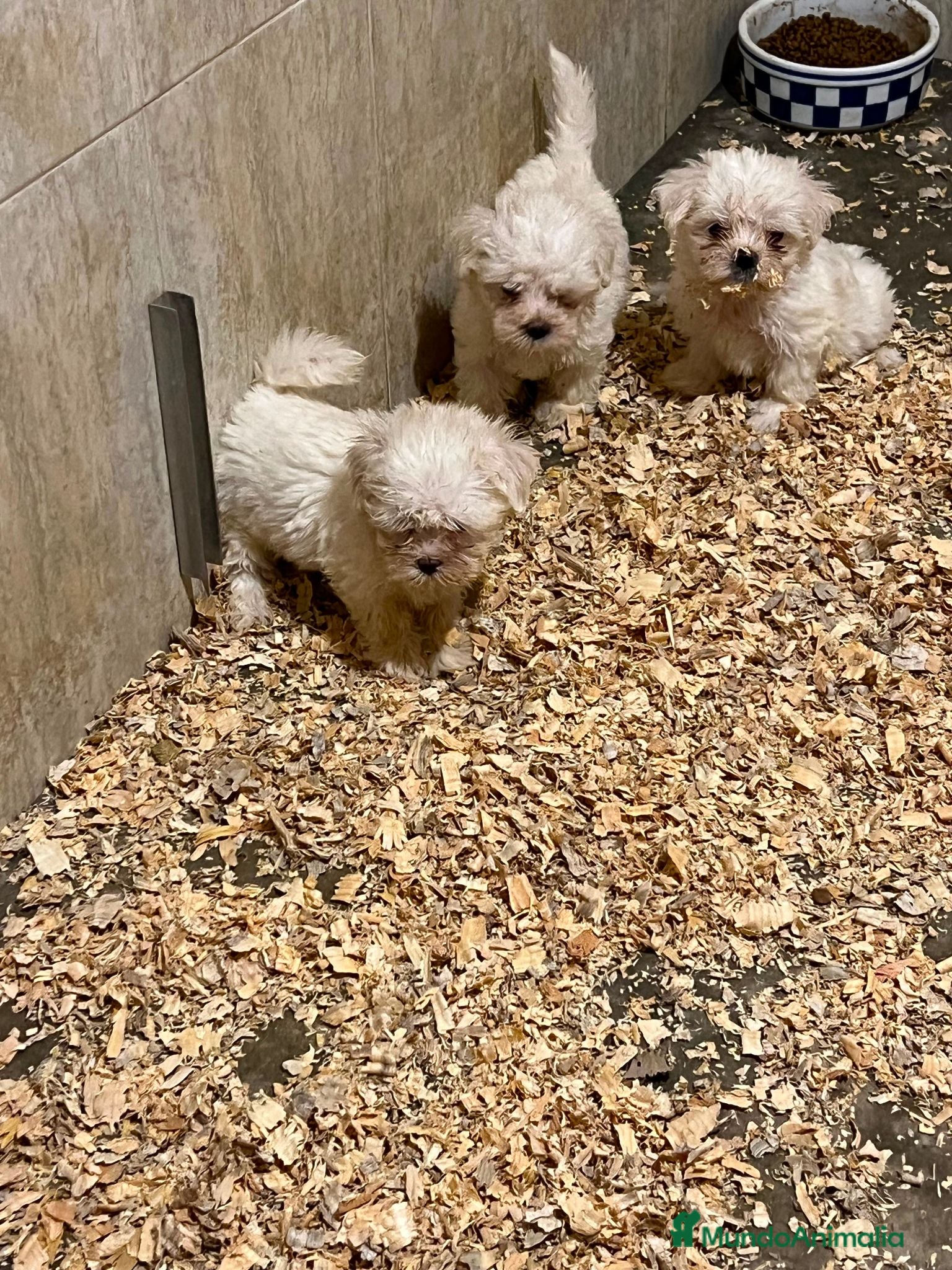 Bichón Maltés perros Bichon maltes - Anuncio 1