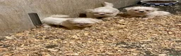 Bichón Maltés perros en venta: Bichon maltes - Anuncio 1